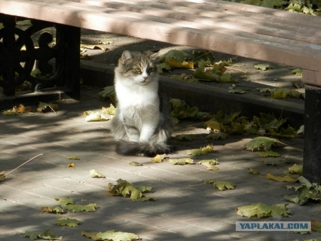 Котовторник 7.10.2014