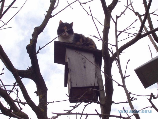 Котовторник 25.11.2014