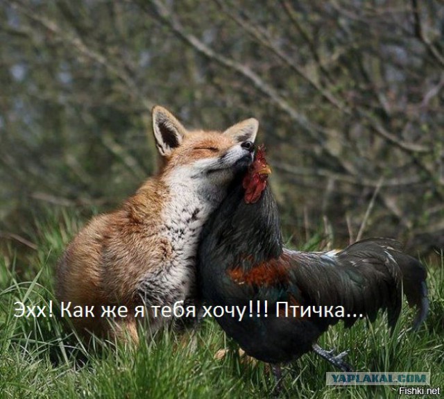 Смешные картинки, приколы, комментарии и прочее...