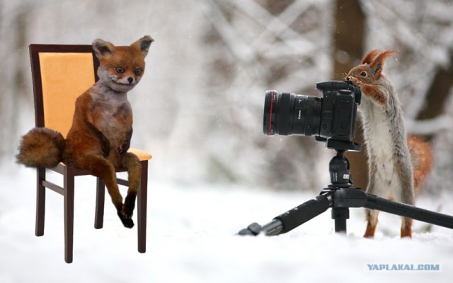 Фотожаба "Что затеяли белки?"