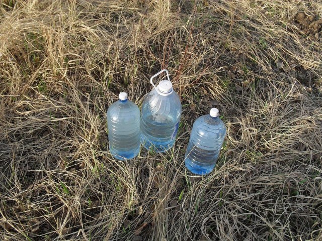 Сбор березового сока