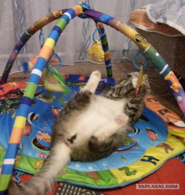 Котовторник
