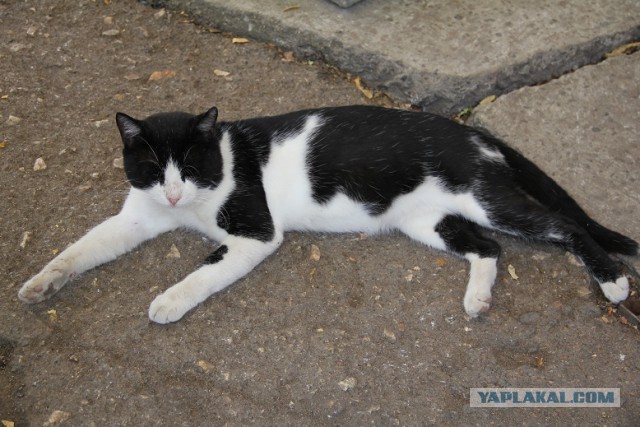 Коты Крыма