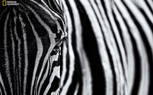Лучшие фотографии National Geographic 2015