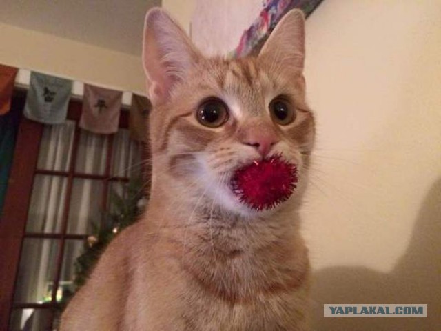 А давайте улыбнёмся В Новом Году