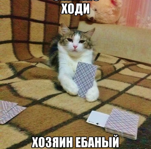 Мой кот, мои правила!