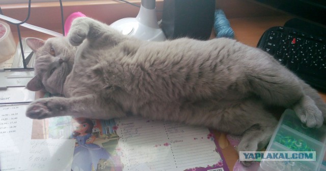 Котовторник 22.03.2016