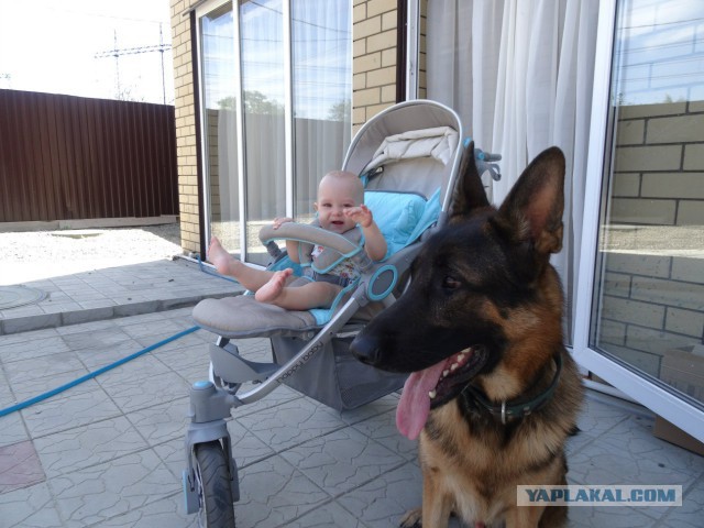 Идеальное послушание собаки