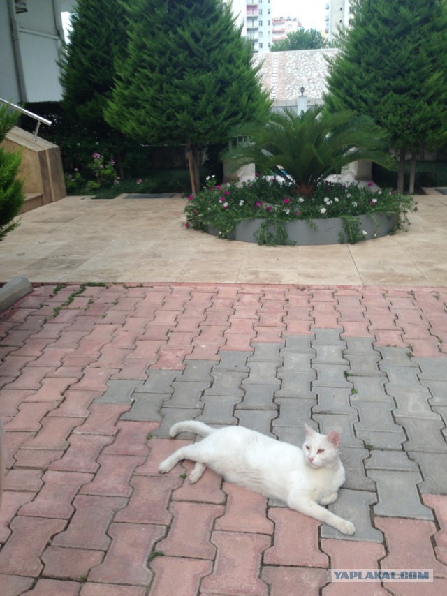 Котовторник 18.10.2016