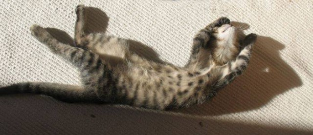 Коты из сети