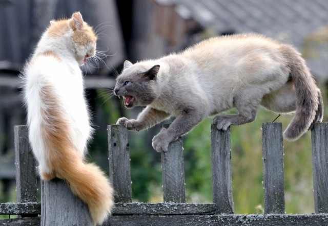 Коты из сети