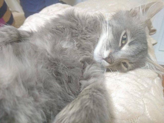 Котовторник 13.12.2016