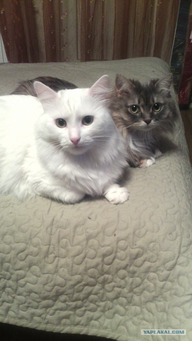 Котовторник 21.02.2017