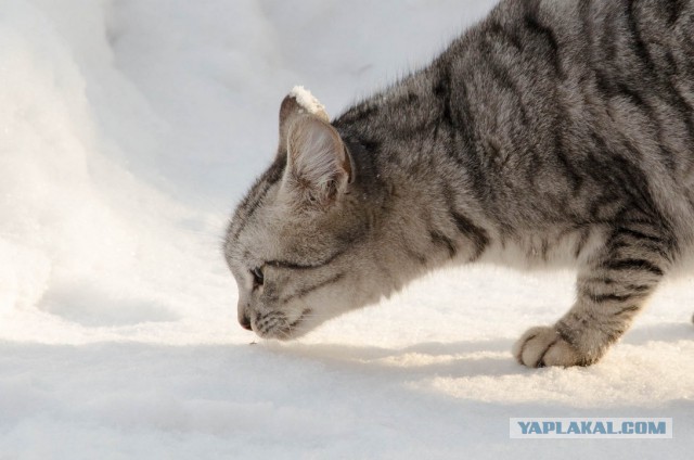 Котовторник 14.03.2017