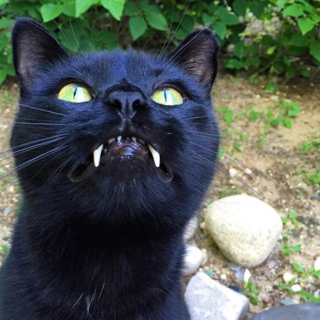 Коты и Кошки