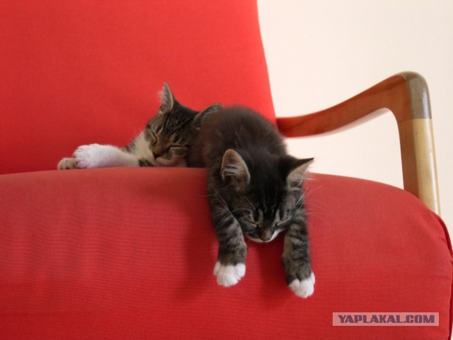 Коты и Кошки