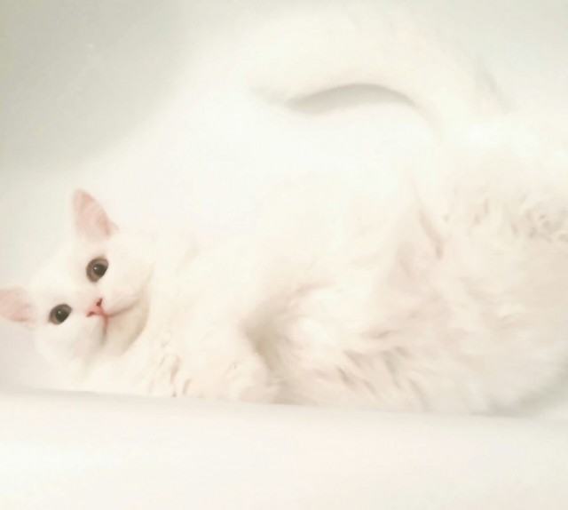 Коты и Кошки
