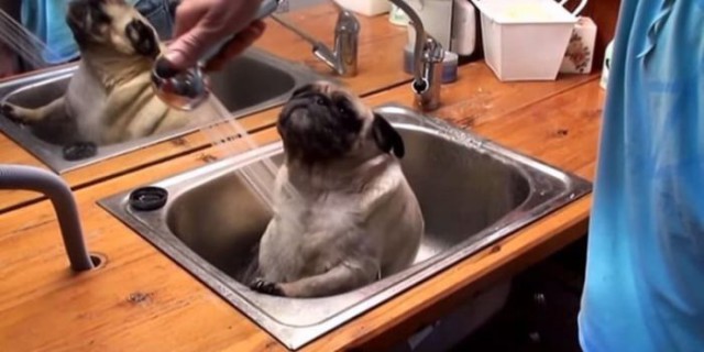 Подборка забавных животных
