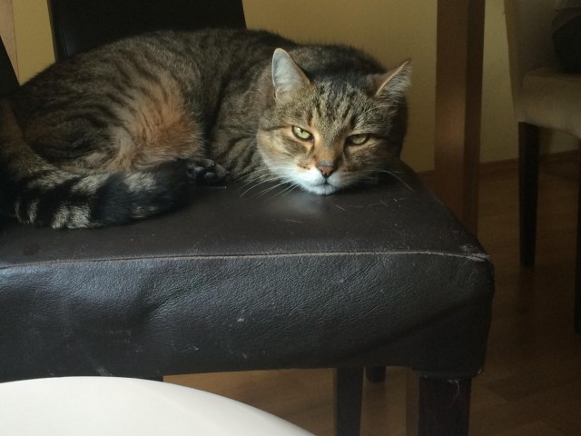 Котовторник 13.06.2017