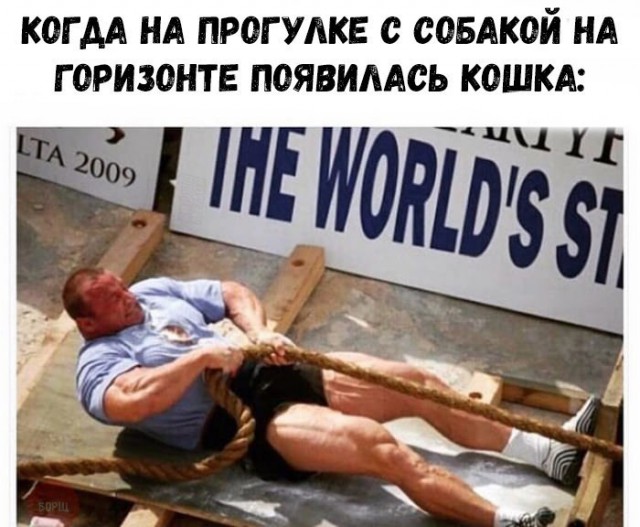 49 забавных картинок