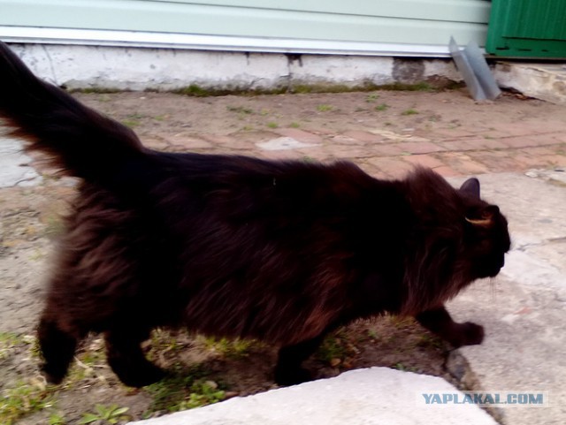 Котовторник 29.08.2017