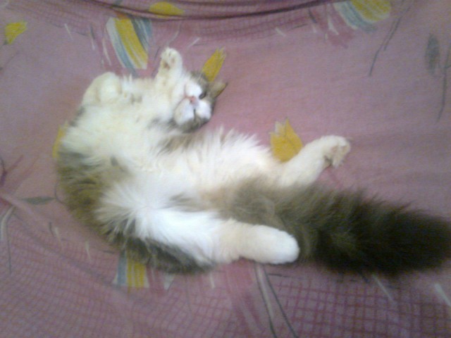 Коты и Кошки