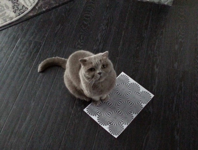 Котовторник