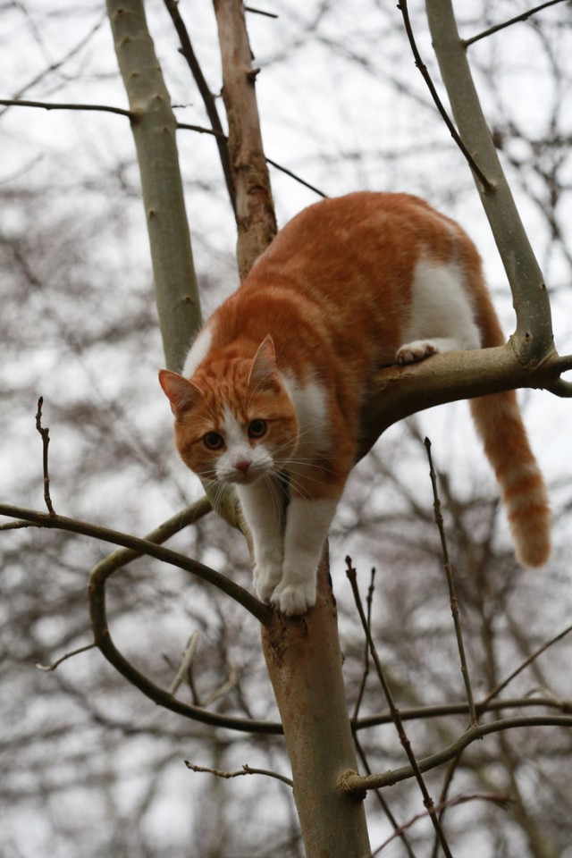 Коты и Кошки