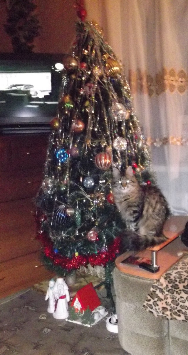 Котовторник  19.12.2017
