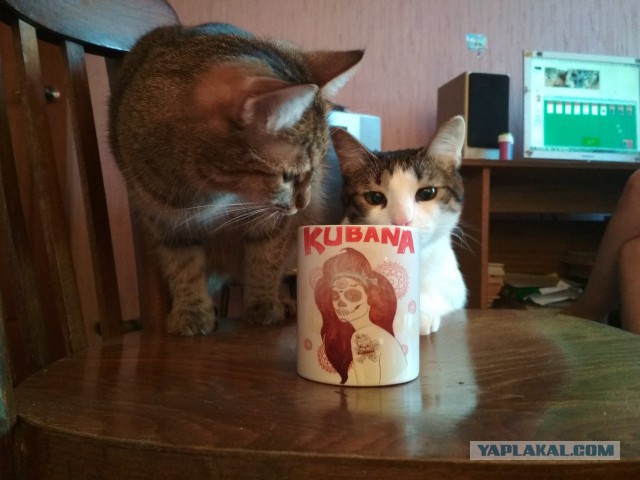 Котовторник 20.03.2018