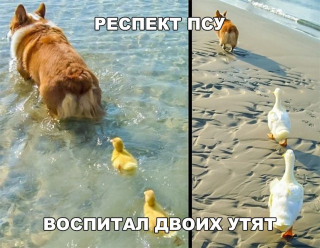 Нестандартный юмор