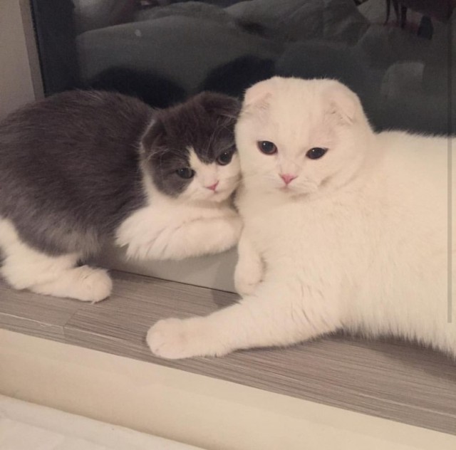 Неадекватные коты