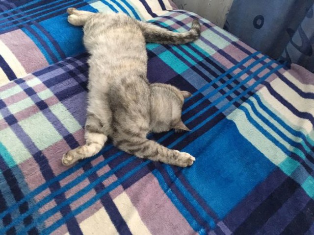 Прикольных котов пост