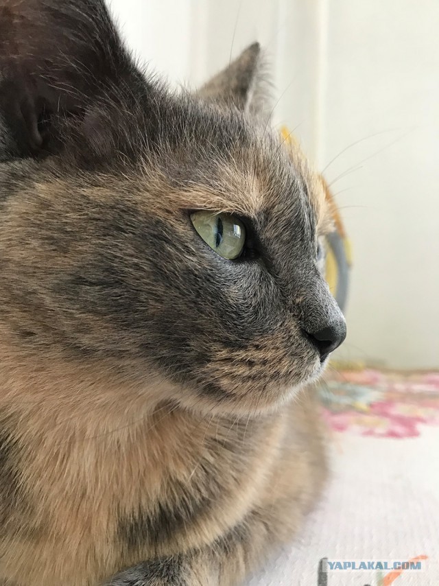 Котовторник 19.06.2018