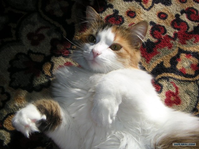 Котовторнику Да (09.12.08)