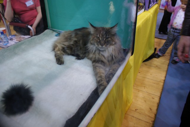 Выставка кошек