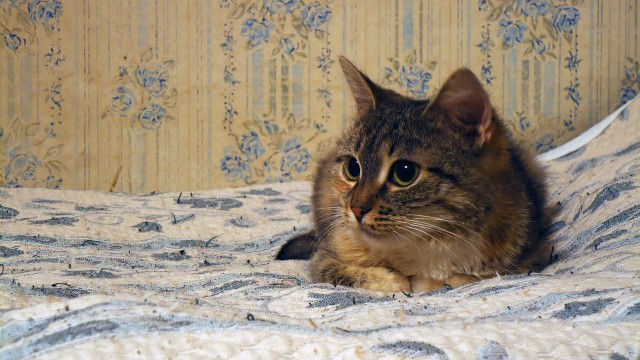 It's Catursday Fever! (Котовторник)