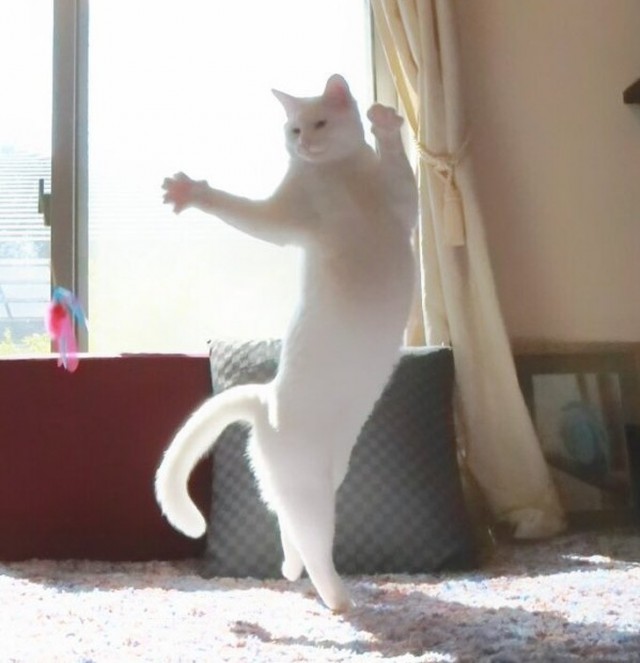 Прикольных котов пост