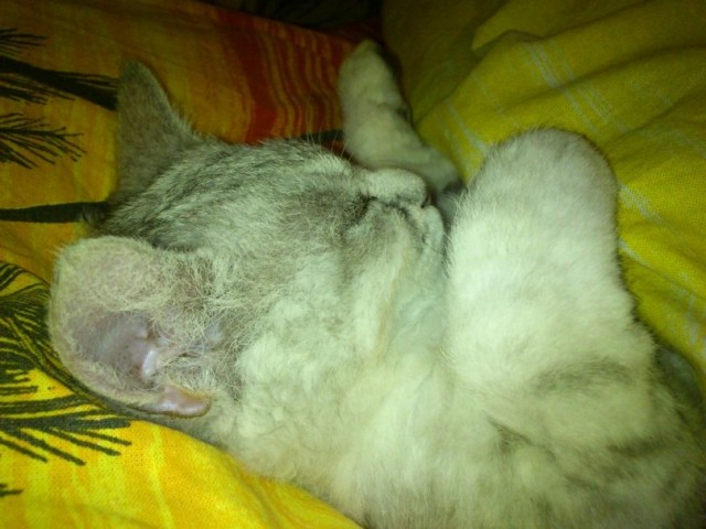 Котовторник (начало в супермаркете!)