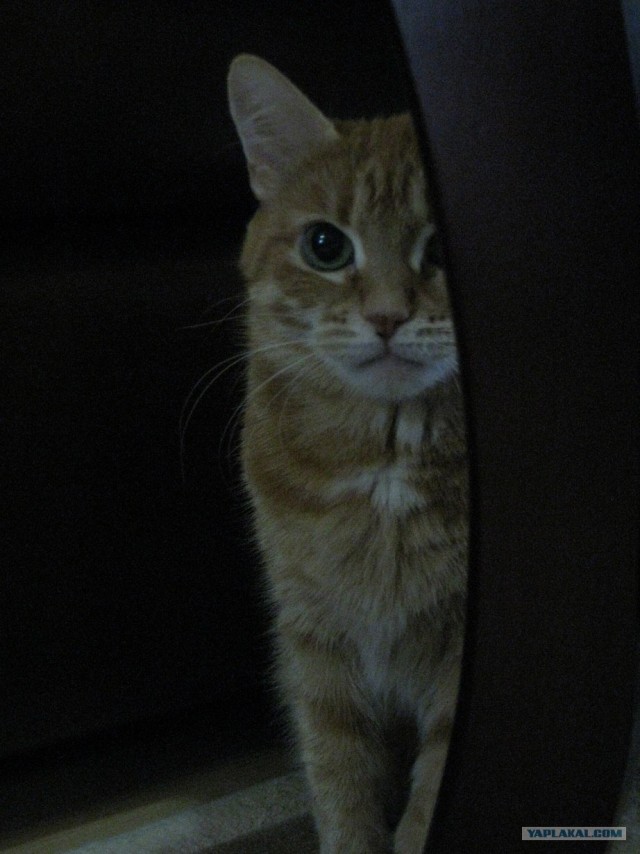 Ну и где ваш котовторник?