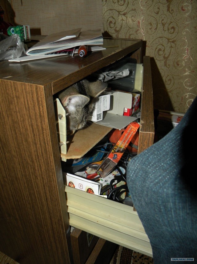 Котовторник 27.03.2012