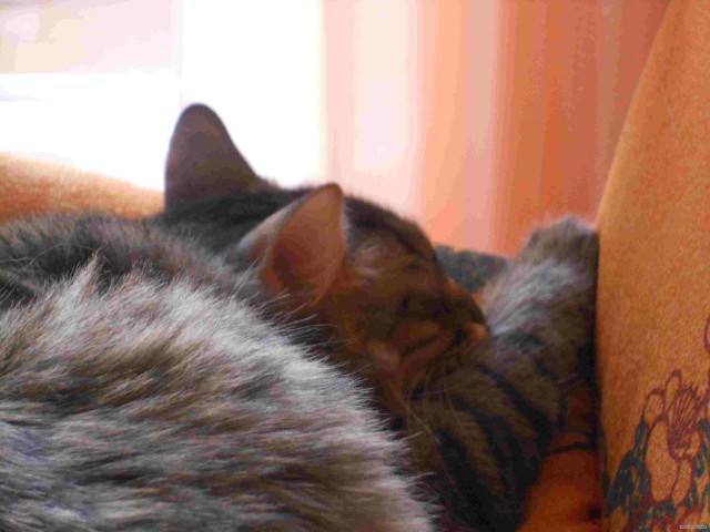 Котовторник 29.05.2012