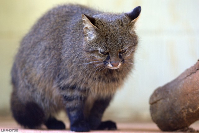 Дикий котовторник