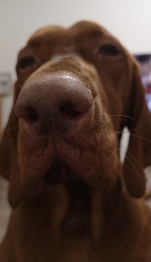Собакочетверг. Нам сегодня 7 лет!
