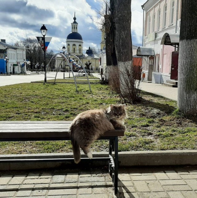 Эти забавные животные