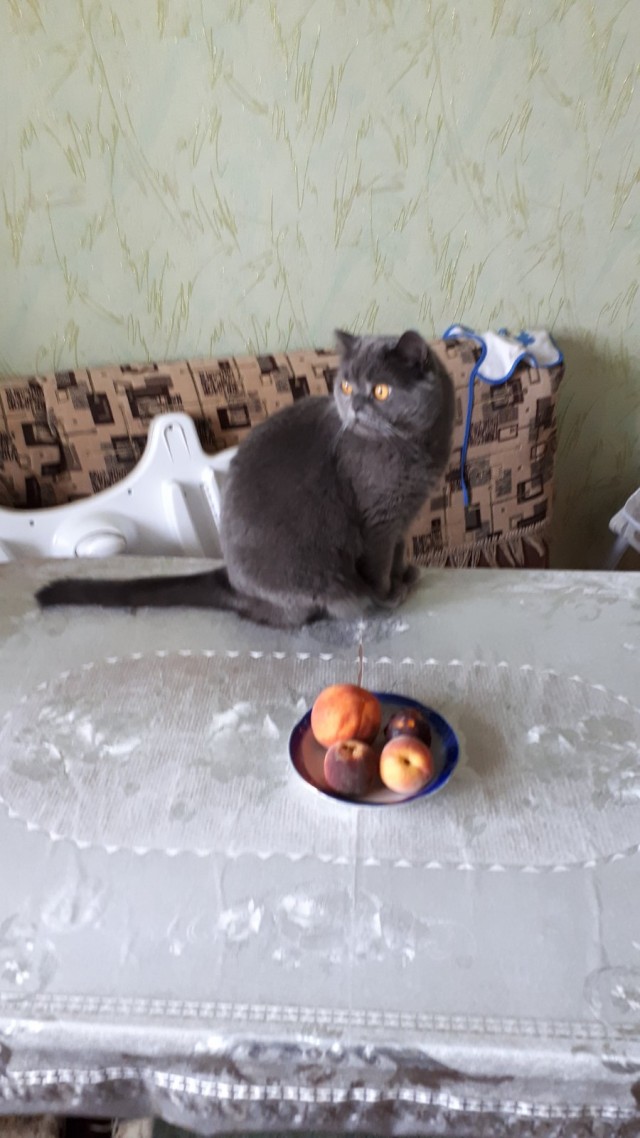 Котовторник