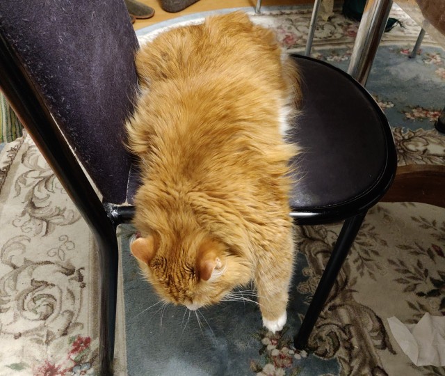 Не на всякого кота гравитация может воздейстовать! Им вообще плевать на законы физики