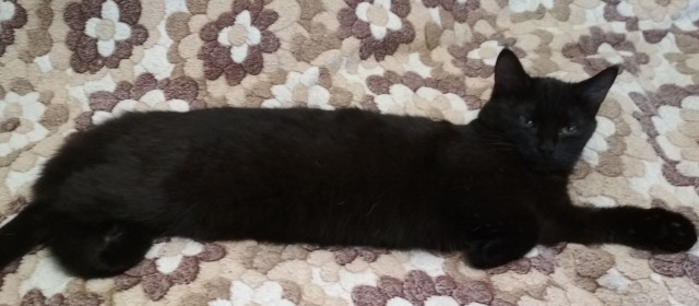 Длинный кот