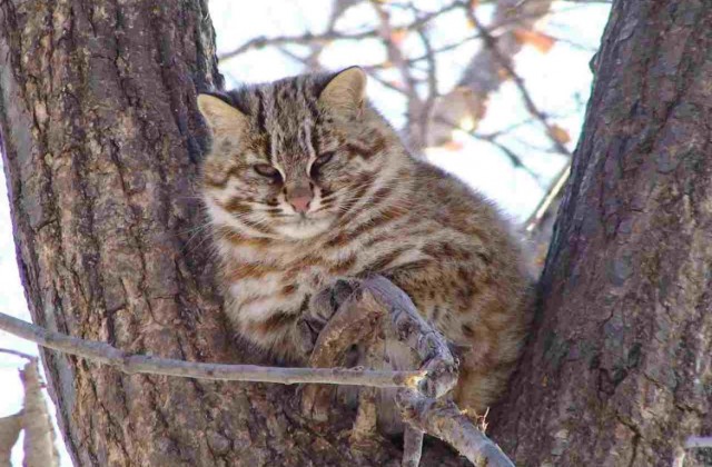 Лесной кот