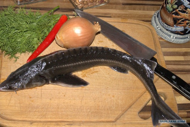 Все из рыбы!